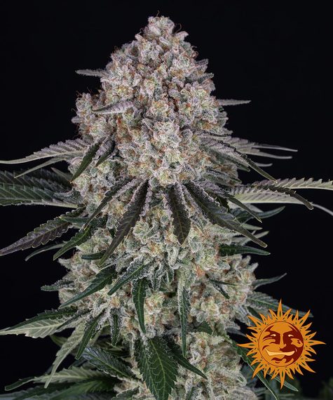 Sour Diesel Auto Main Image