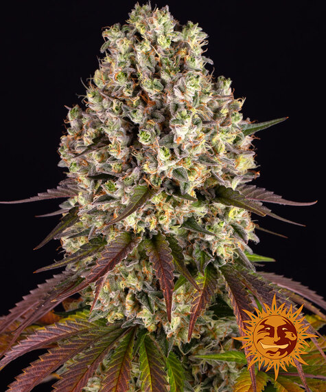 Sour Diesel-image