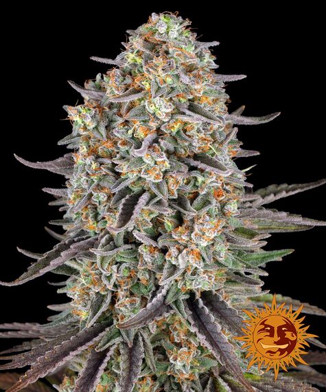 Sour Strawberry-image