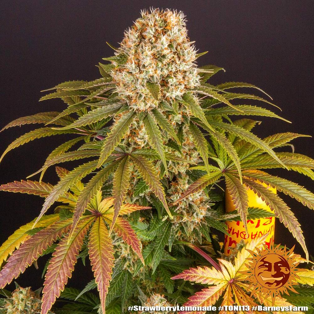 ! STRAWBERRY LEMONADE™ Cannabis Seeds BARNEYS FARM®