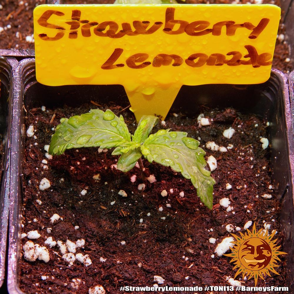 ! STRAWBERRY LEMONADE™ Cannabis Seeds BARNEYS FARM®