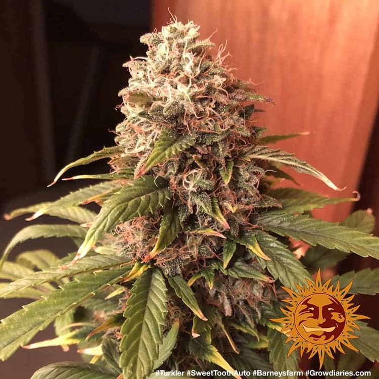Sweet Tooth Auto 9