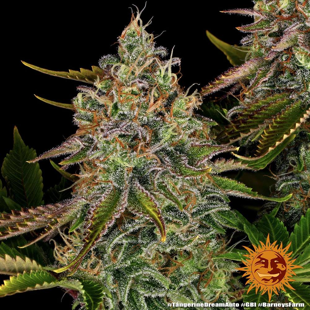 ! TANGERINE DREAM AUTO™ Autoflowering Cannabis Seeds BARNEYS FARM®