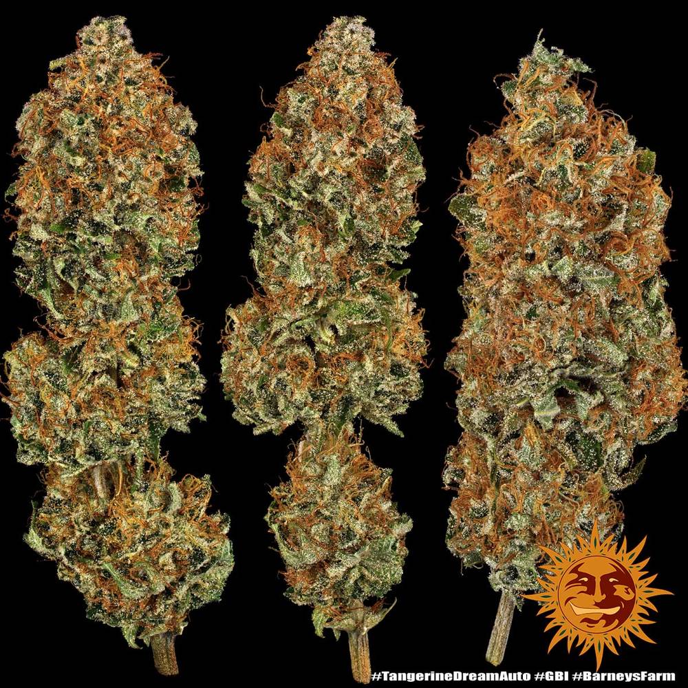 ! TANGERINE DREAM AUTO™ Autoflowering Cannabis Seeds BARNEYS FARM®