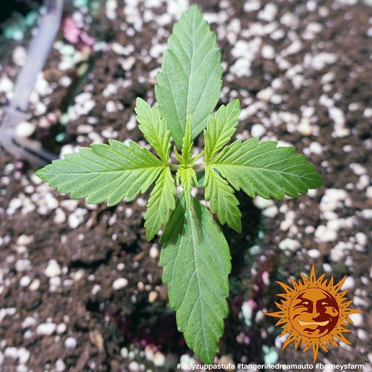 ! TANGERINE DREAM AUTO™ Autoflowering Cannabis Seeds BARNEYS FARM®