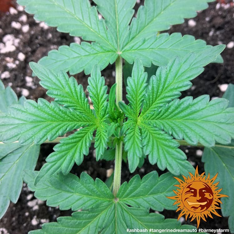 ! TANGERINE DREAM AUTO™ Autoflowering Cannabis Seeds BARNEYS FARM®