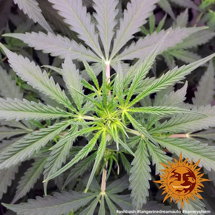 ! TANGERINE DREAM AUTO™ Autoflowering Cannabis Seeds BARNEYS FARM®