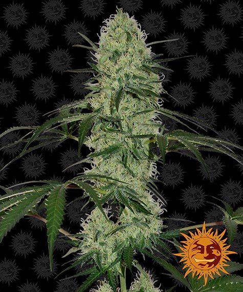 Tangerine Dream Auto Main Image