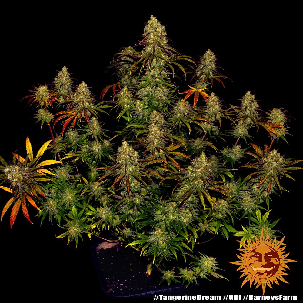 tangerine dream axiat tangerine dream axiat