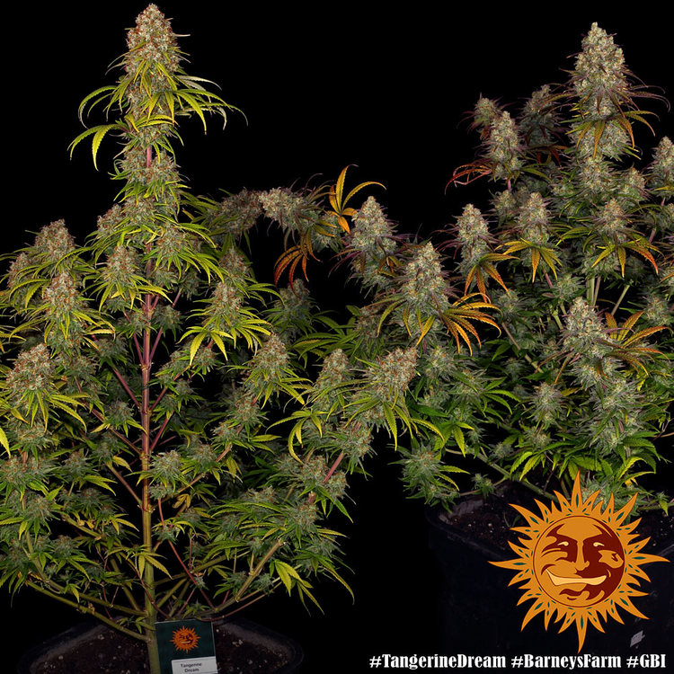 tangerine dream strain plant