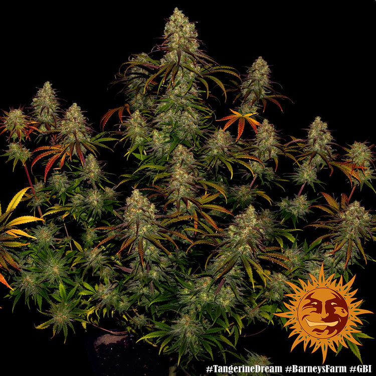 ! TANGERINE DREAM™ Cannabis Seeds BARNEYS FARM®