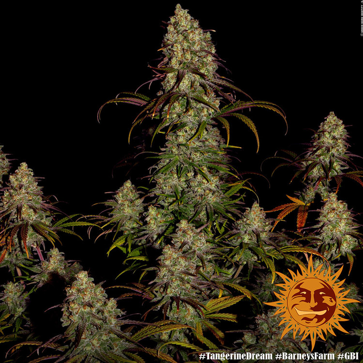 ! TANGERINE DREAM™ Cannabis Seeds BARNEYS FARM®