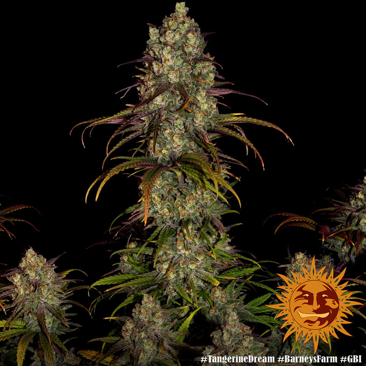 tangerine dream strain plant tangerine dream strain plant