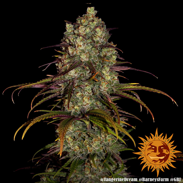 ! TANGERINE DREAM™ Cannabis Seeds BARNEYS FARM®