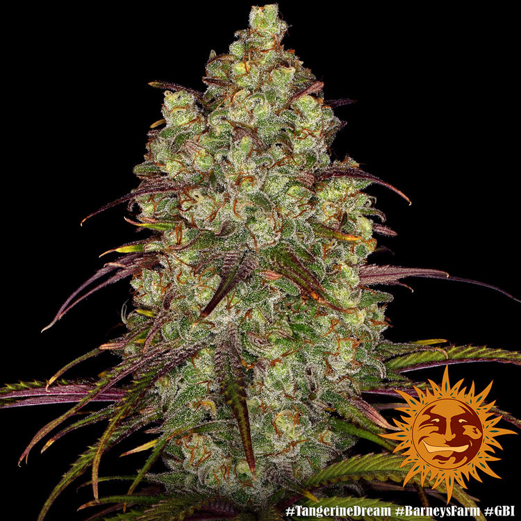 ! TANGERINE DREAM™ Cannabis Seeds BARNEYS FARM®