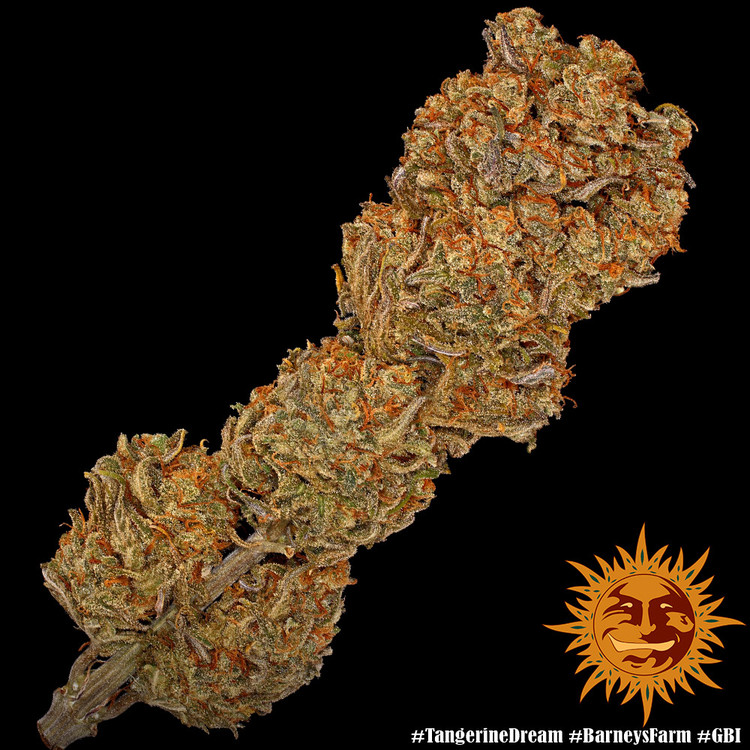 ! TANGERINE DREAM™ Cannabis Seeds BARNEYS FARM®