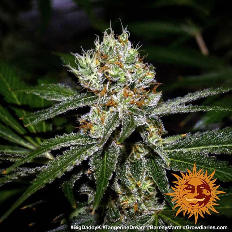 tangerine dream strain ratio tangerine dream strain ratio