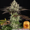Apple Fritter 10