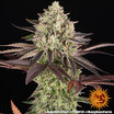 Apple Fritter 11