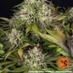 Apple Fritter 12