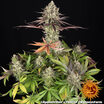 Apple Fritter 13