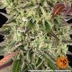 Apple Fritter 15