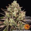 Apple Fritter 2