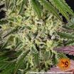 Apple Fritter 3