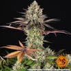 Apple Fritter 8