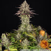 Apple Fritter 9