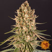 Blueberry Cheese 1