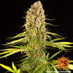 Blueberry Cheese 2