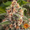 Blueberry Cheese 3