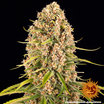 Blueberry Cheese 4