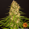 Blueberry Cheese 5
