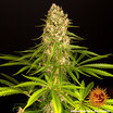 Blueberry Cheese 6