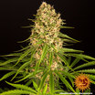 Blueberry Cheese 7