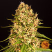 Blueberry Cheese 8