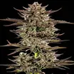 Frosted Zinn x 3 Bears OG Auto 1