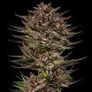 Frosted Zinn x Cookie Dog Auto 1