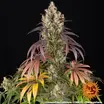 Lemon Cherry Gelato 1