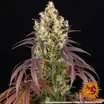 Lemon Cherry Gelato 2