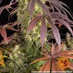Lemon Cherry Gelato 3
