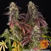 Lemon Cherry Gelato 4