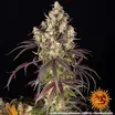 Lemon Cherry Gelato 5