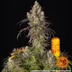 Lemon Cherry Gelato 6