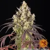 Lemon Cherry Gelato 7