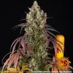 Lemon Cherry Gelato 9