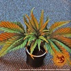 Peppermint Kush 2