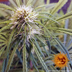 tangerine dream strain plant tangerine dream strain plant